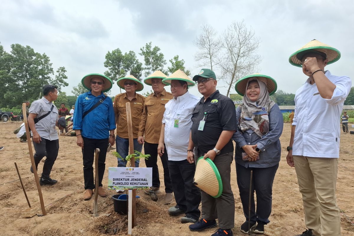 6.000 hektare hutan sosial Lampung berpotensi bagi ketahanan pangan