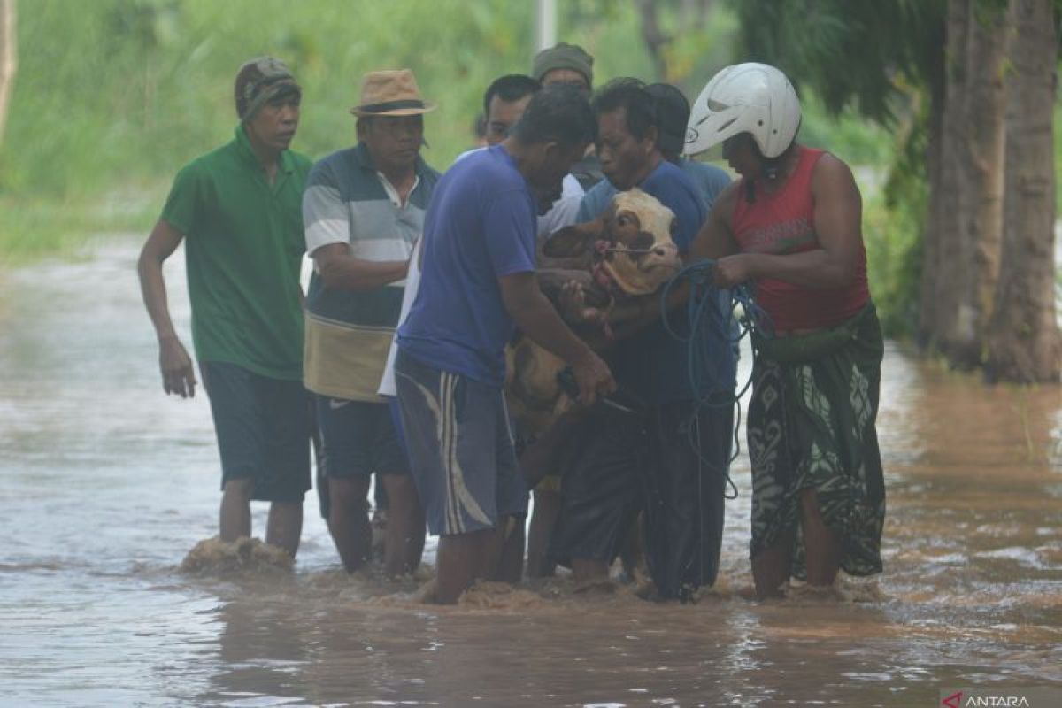 Dampak banjir di Situbondo