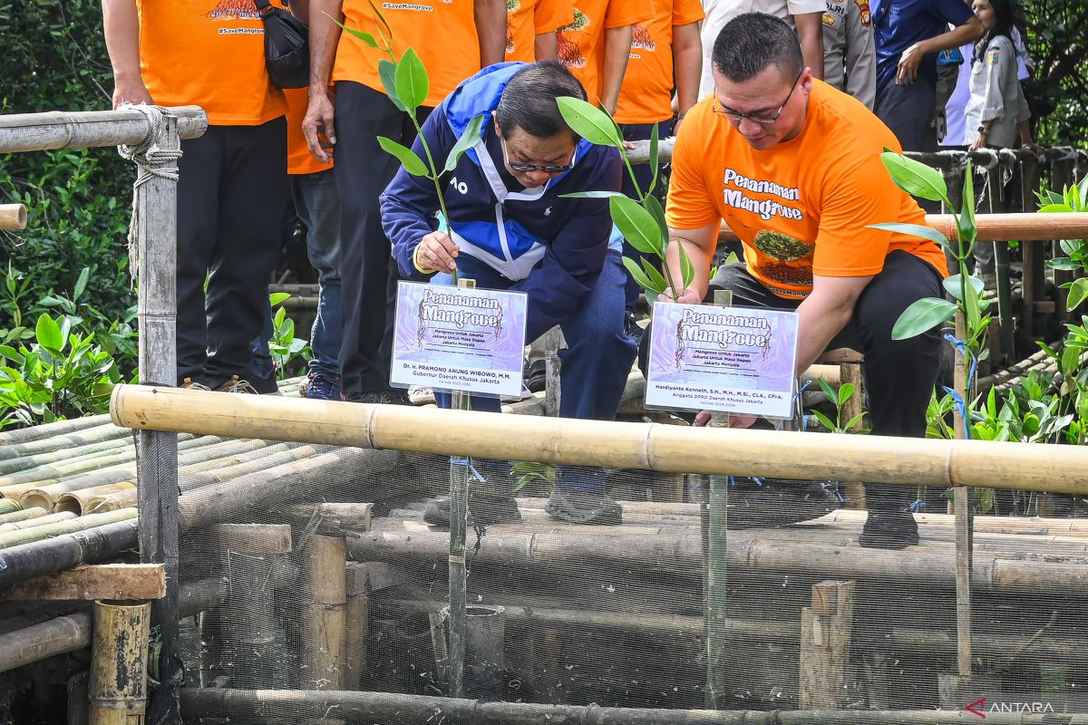 Pengembang harus tanam kembali mangrove yang dirusak di Pulau Pari