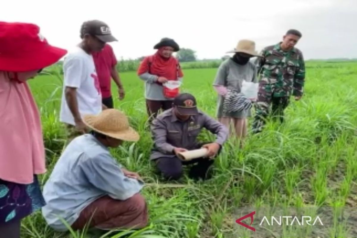 DKPP Pamekasan kendalikan hama tikus bersama petani Pagendingan