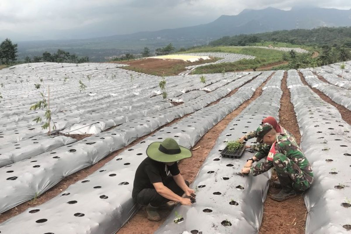 TNI AD ubah 200 hektare kebun karet menjadi lahan ketahanan pangan