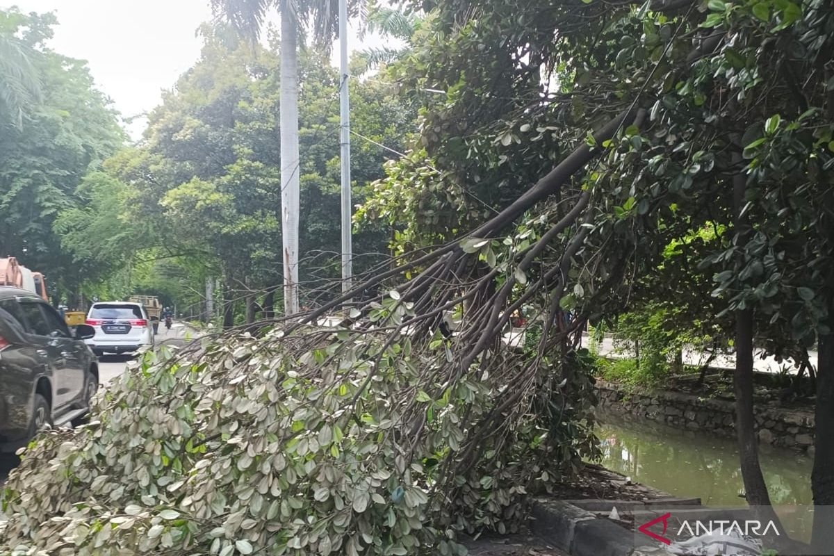 Jakbar evakuasi belasan pohon tumbang selama Januari 2025