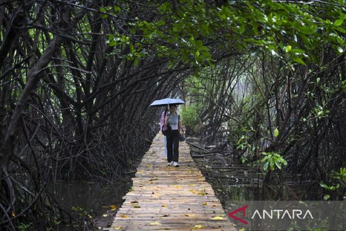 Legislator: Penanaman mangrove di pesisir untuk selamatkan ekosistem