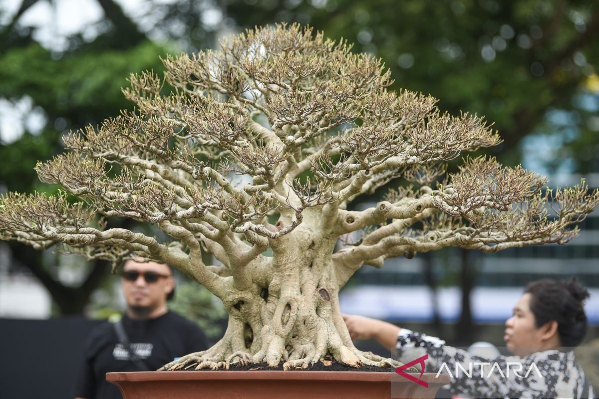 Melihat pesona ratusan bonsai dan suiseki yang dipamerkan di Samarinda