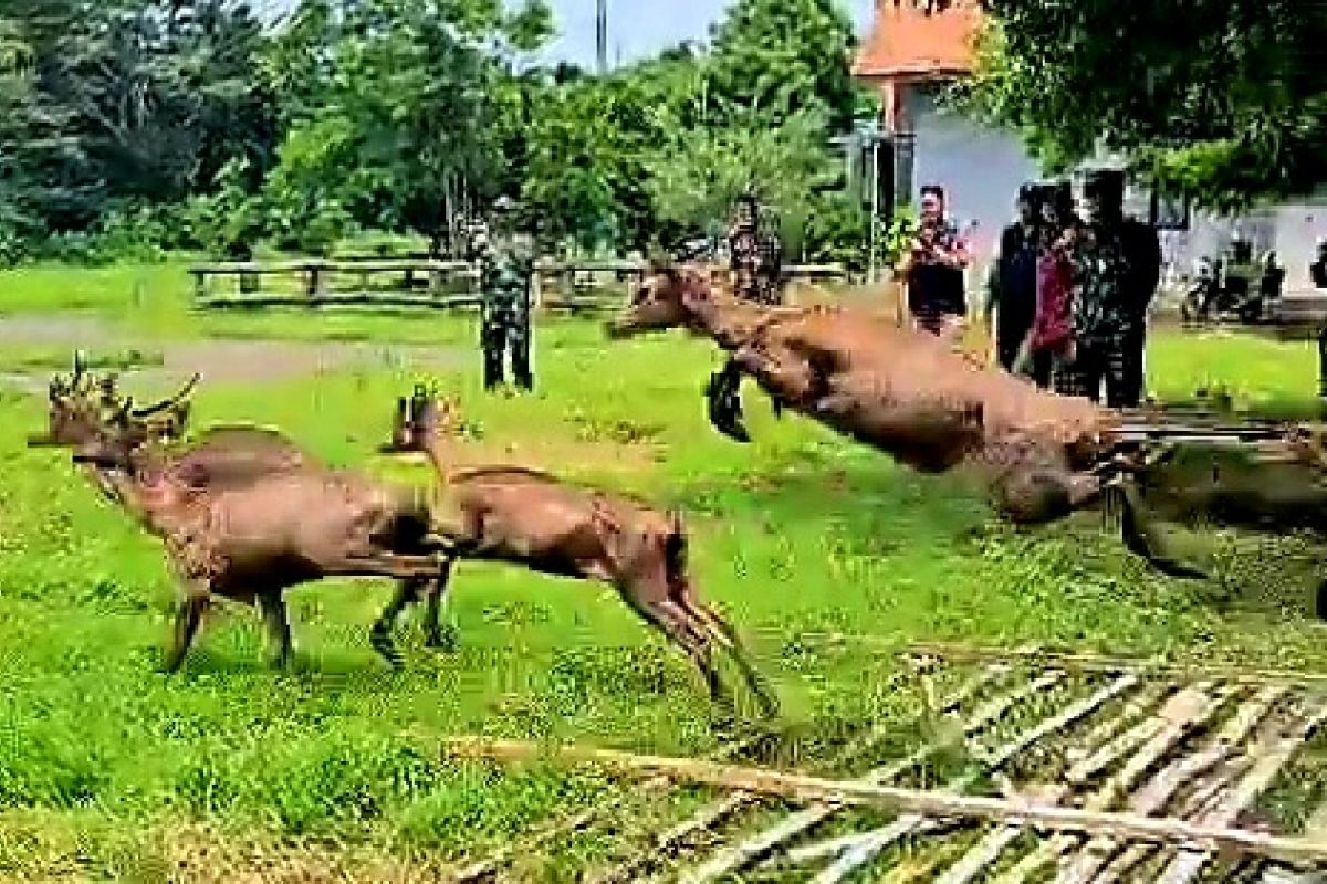 Taman Nasional Baluran lepas liarkan 15 ekor rusa