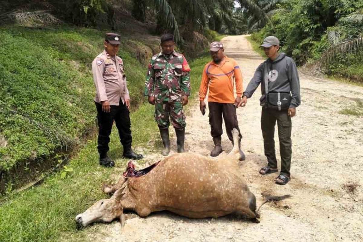 Harimau sumatra mangsa sapi warga Aceh Timur