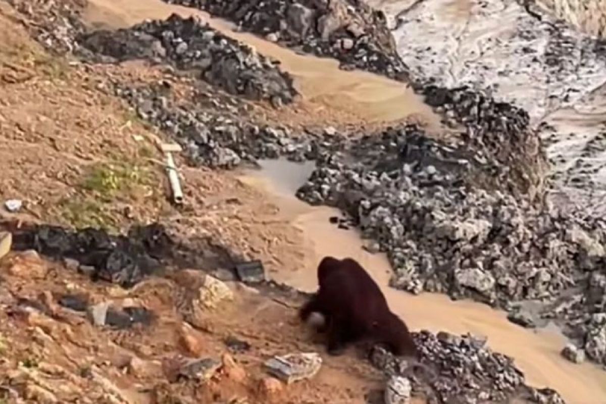 BKSDA Kaltim kerahkan tim cari keberadaan orangutan di area tambang