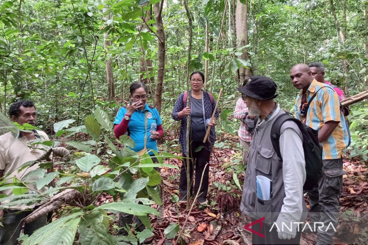 Universitas Papua tingkatkan kapasitas SDM pengelolaan tanaman obat