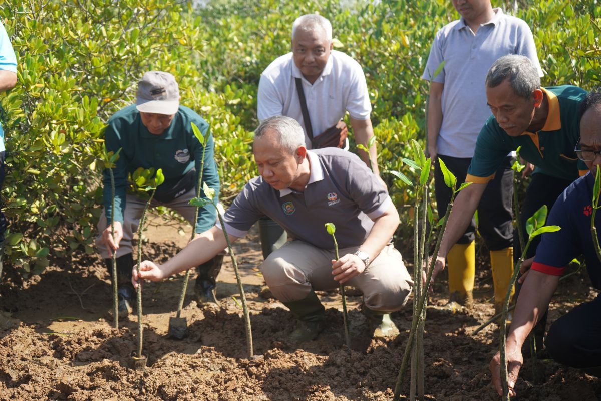 Pemkab Trenggalek tanam 750 bibit mangrove di Pancer Cengkrong