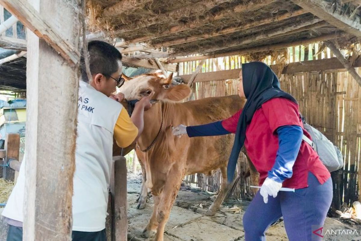 Disnakkan Situbondo lakukan pengobatan hewan ternak terdampak banjir