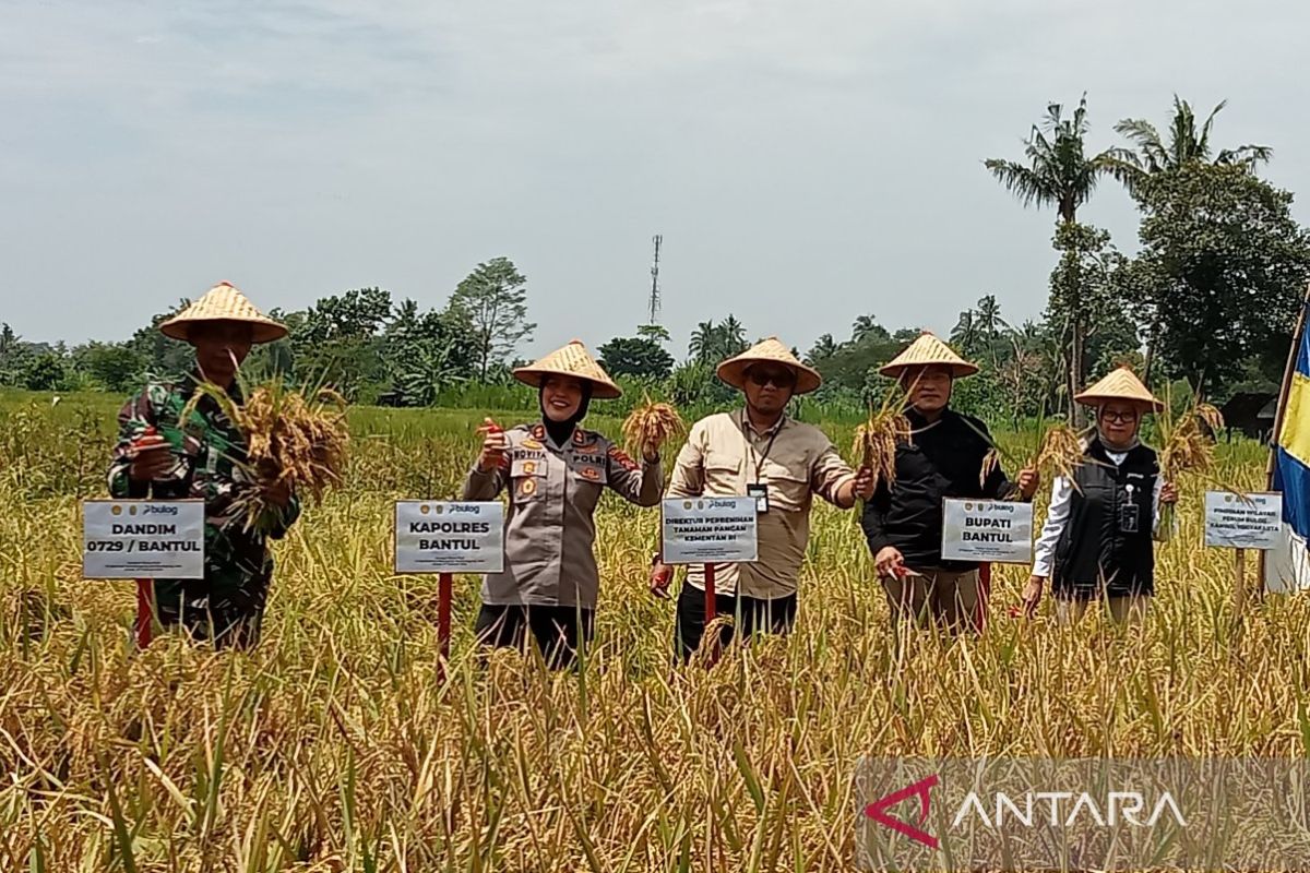 Kementan: stok benih padi pada Februari 2025 tersedia 14 ribu ton