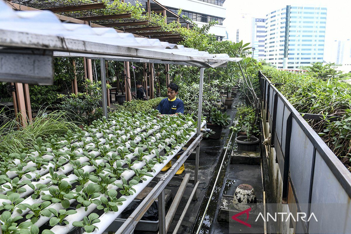 Lahan di atap gedung dimanfaatkan untuk sistem pertanian perkotaan