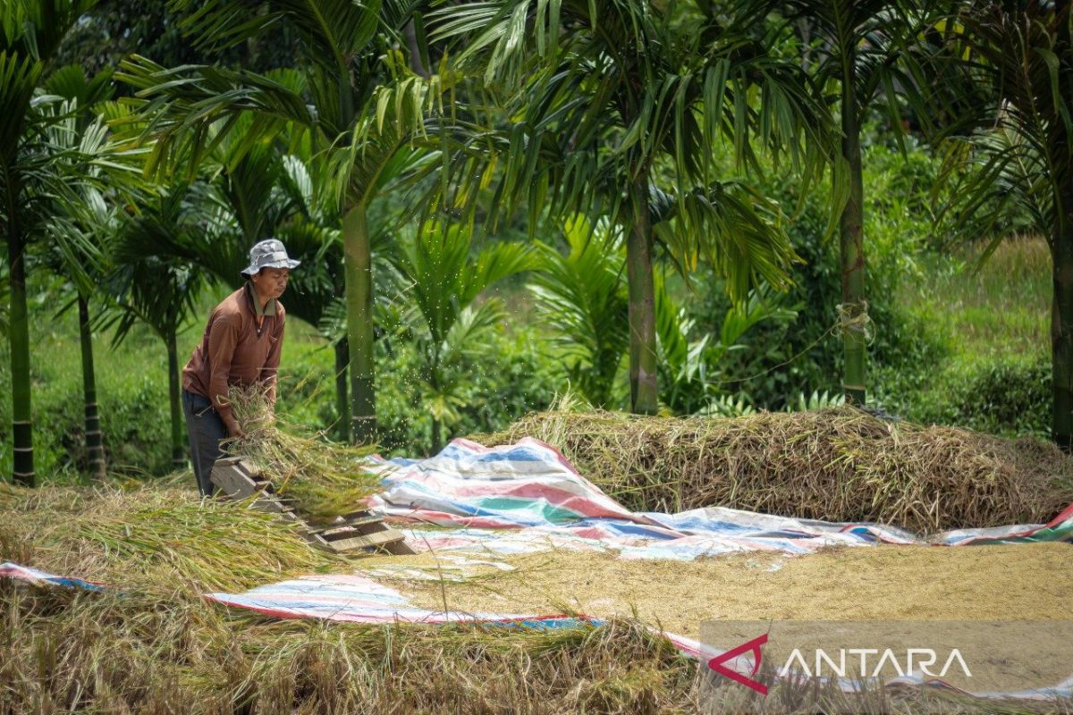 Transformasi kelembagaan yang ideal untuk regulator pangan Bulog