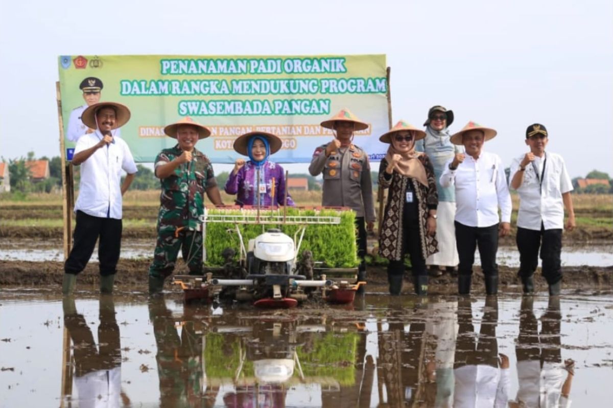 Pemkot Probolinggo kembangkan padi organik dukung swasembada pangan