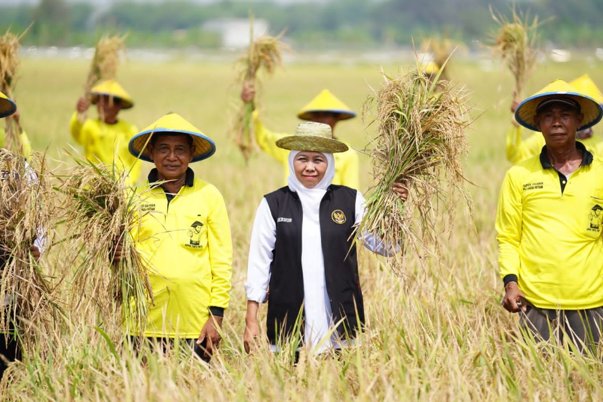 Khofifah pastikan Jatim siap dukung  swasembada pangan nasional