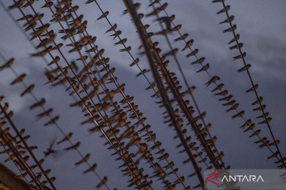 Fenomena migrasi burung layang-layang Asia mulai terlihat di Jawa Barat