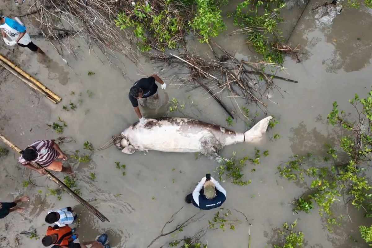 Seekor Dugong mati terdampar di perairan TWAL Teluk Kupang