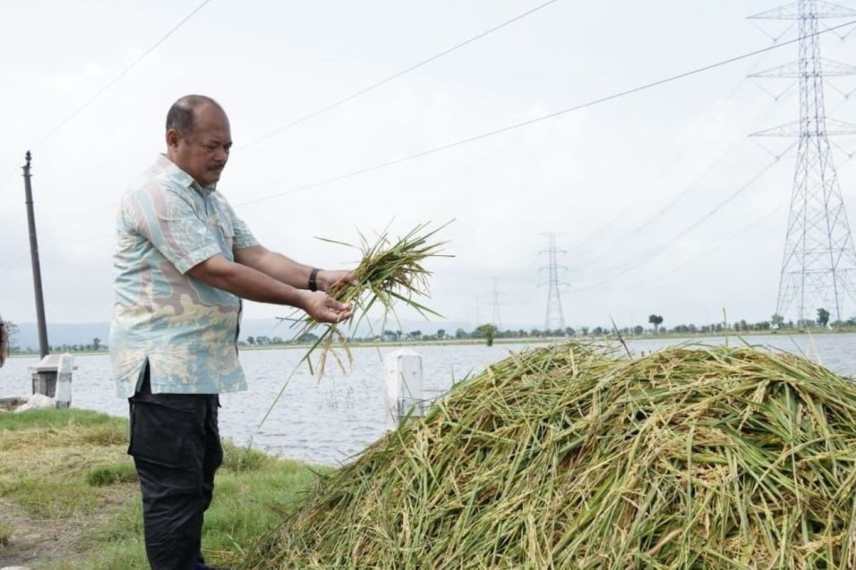 Bulog diminta serap gabah petani di Pati meski terdampak banjir