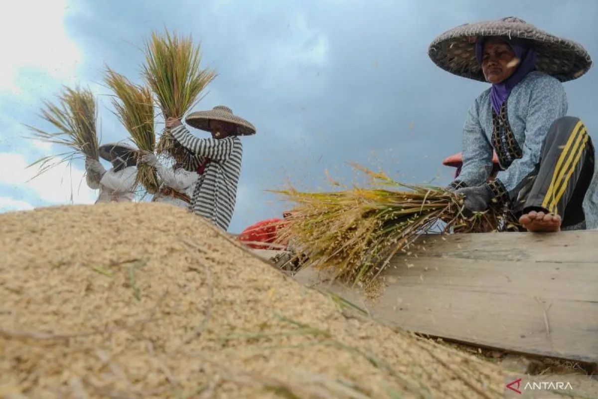 Pengamat: Cuaca kondusif jadi faktor produksi beras berjalan normal