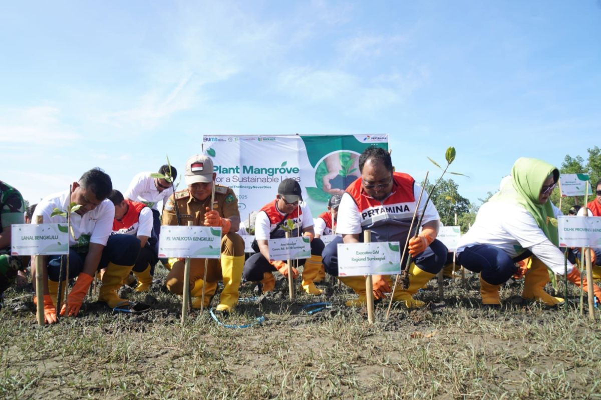 Pertamina tanam 2.025 mangrove di Bengkulu untuk jaga lingkungan