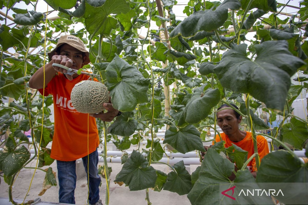 Budi daya melon hidroponik fujisawa oleh petani milenial di Indramayu