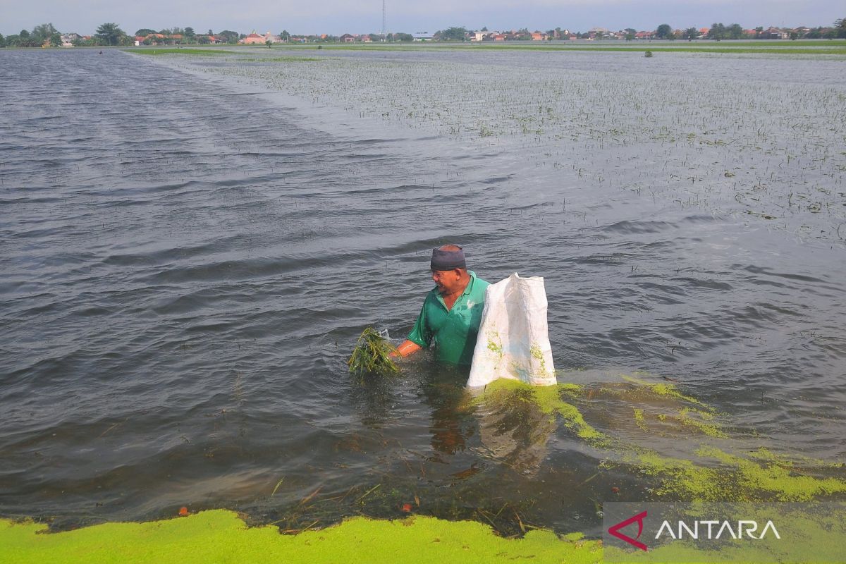 Ratusan  hektare tanaman padi siap panen terendam banjir di Kudus