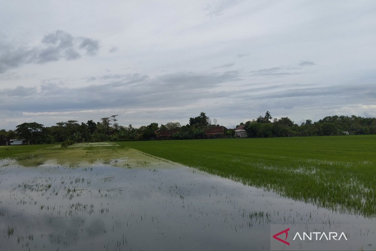 Dinas Pertanian Kudus ajukan klaim  asuransi 282,66 ha padi puso