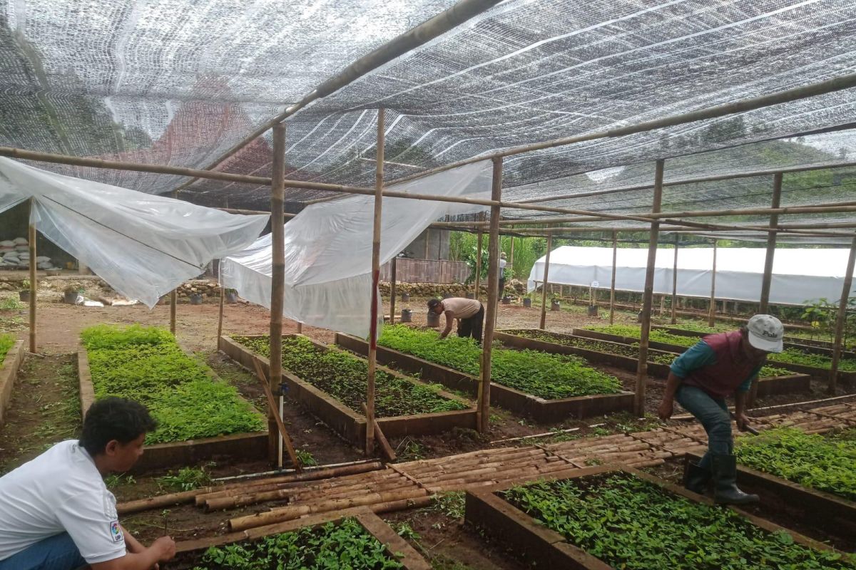 PLN EPI tanam 50 ribu pohon pengembangan biomassa di Gunungkidul DIY