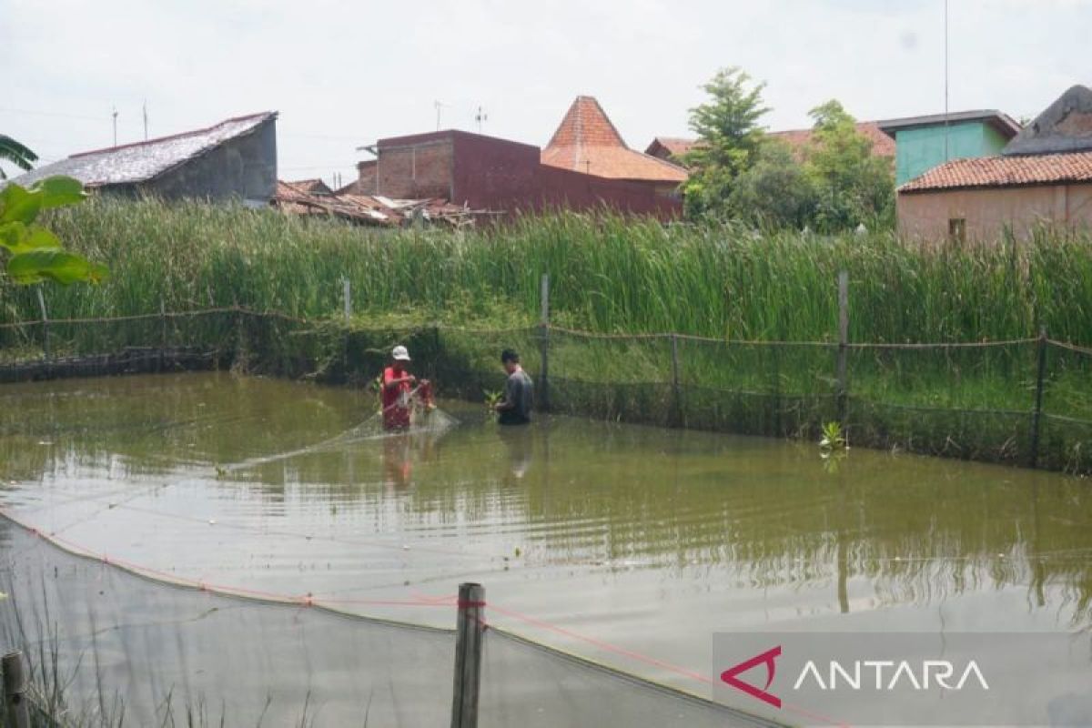 Pekalongan fasilitasi  masyarakat budi daya ikan nila