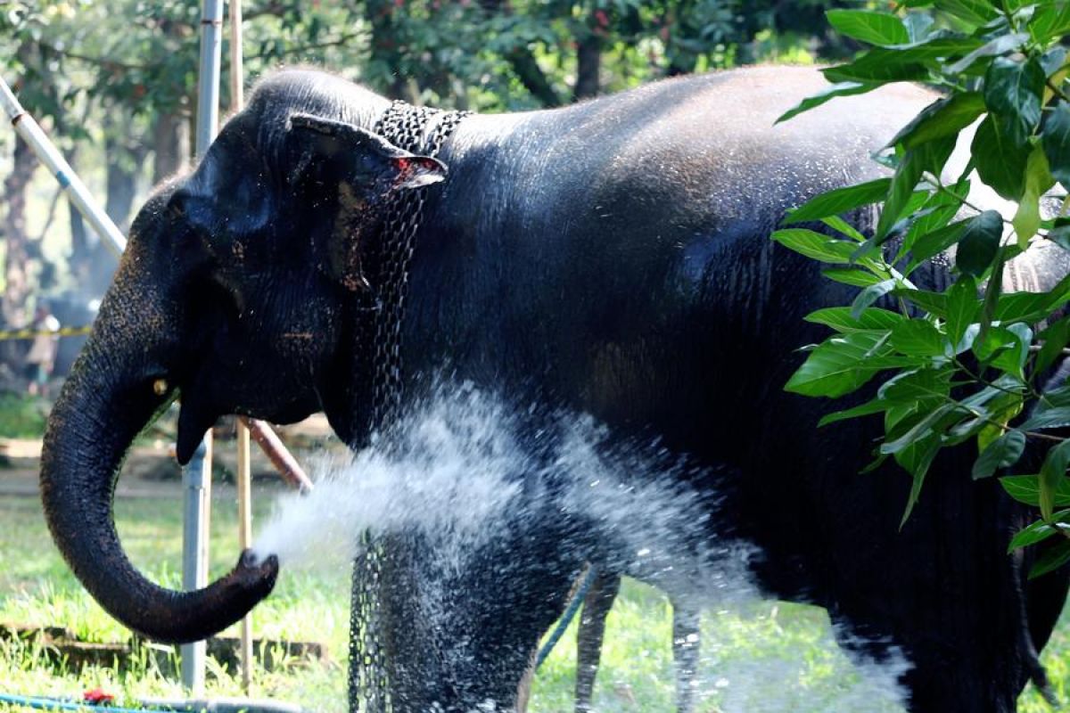 Menengok persiapan gajah jelang festival Navam Perahera di Kolombo,