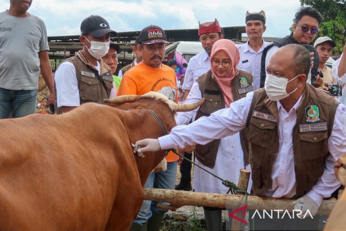 Pemkab Banyuwangi kebut vaksinasi PMK terhadap sapi