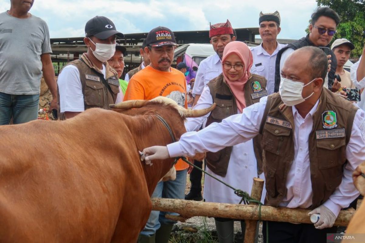 Vaksinasi PMK di Banyuwangi