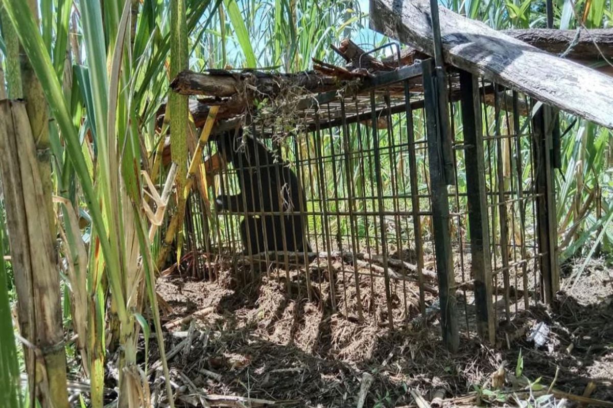 Seekor beruang muncul di pemukiman warga di Agam