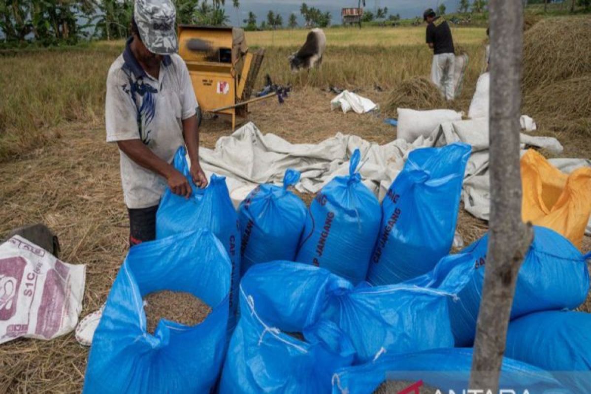 Bulog Sulteng hentikan penyaluran SPHP karena fokus serap beras petani