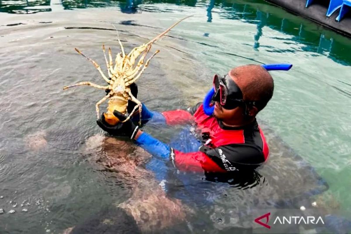 KKP: Ekosistem budi daya lobster di Batam tunjukkan progres signifikan