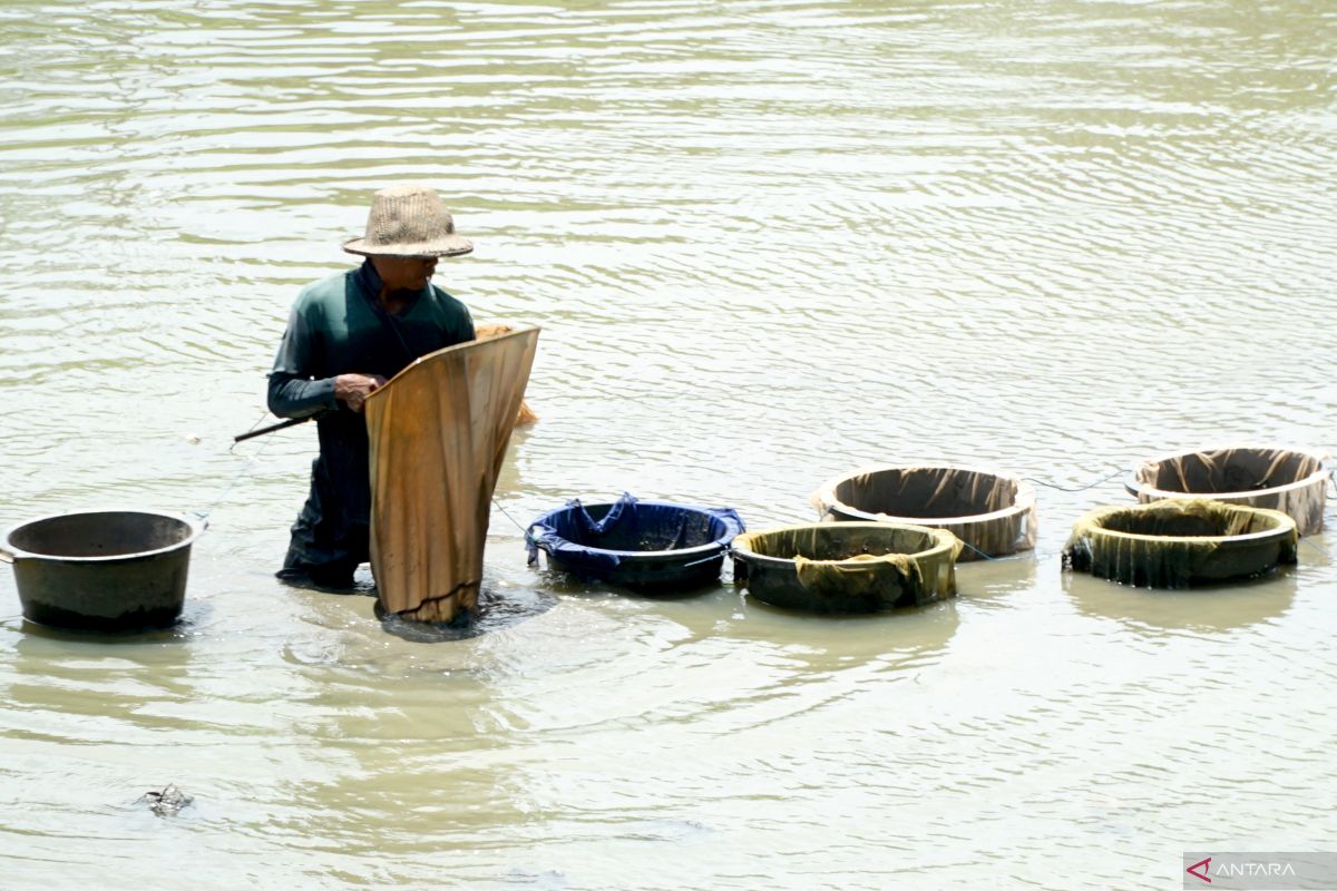 Berburu cacing sutra di Sungai Tulungagung