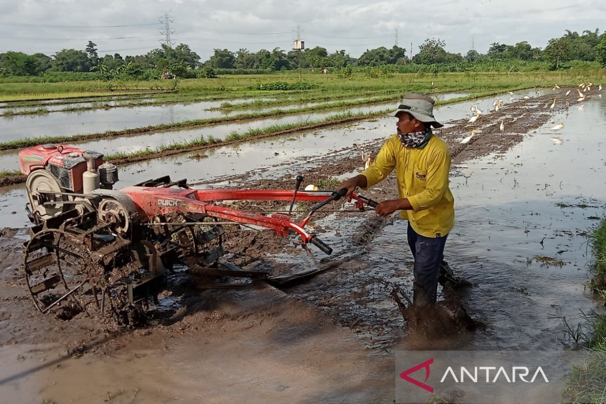 Bantul proyeksikan luas panen padi 10 ribu hektare hingga akhir Maret