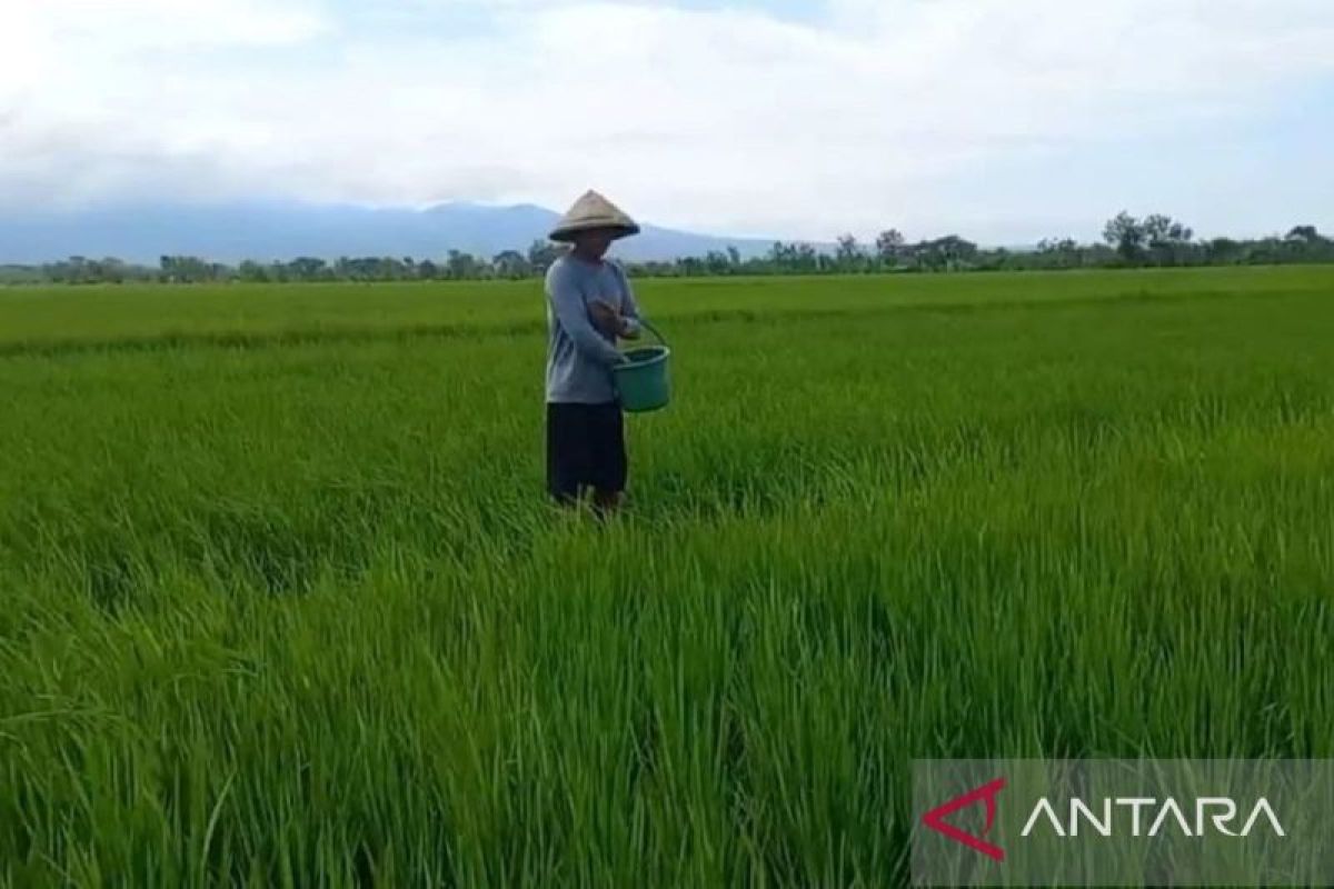 Alokasi pupuk subsidi 2025 petani di Madiun turun dari usulan