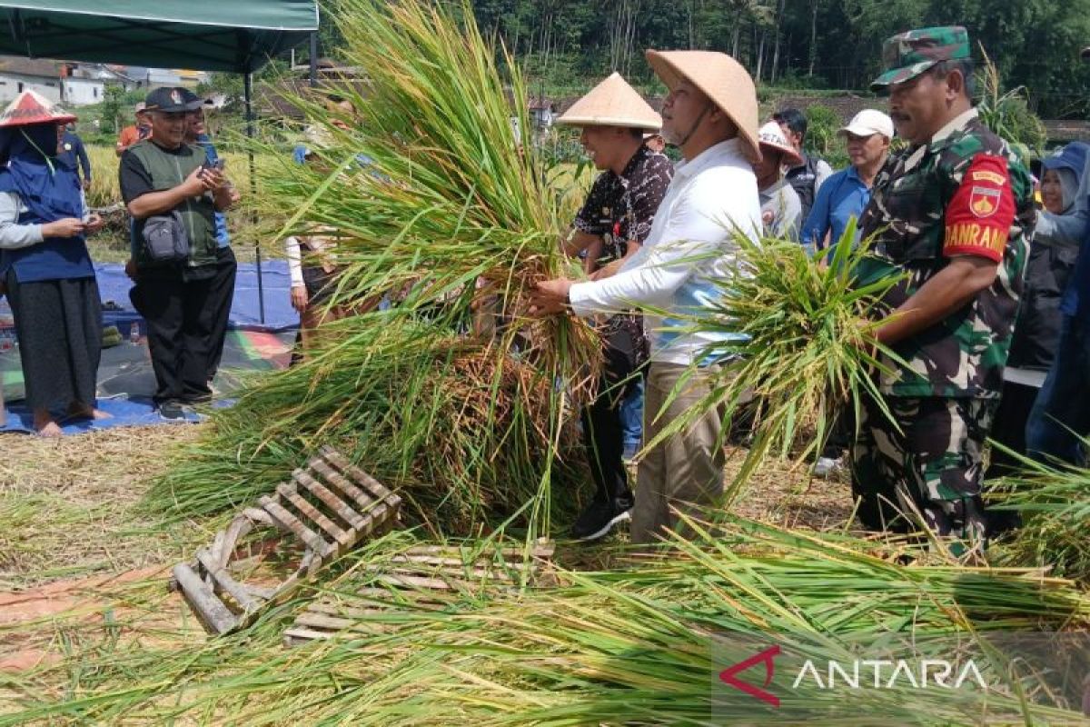 Bulog serap gabah petani  Temanggung 4.000 ton