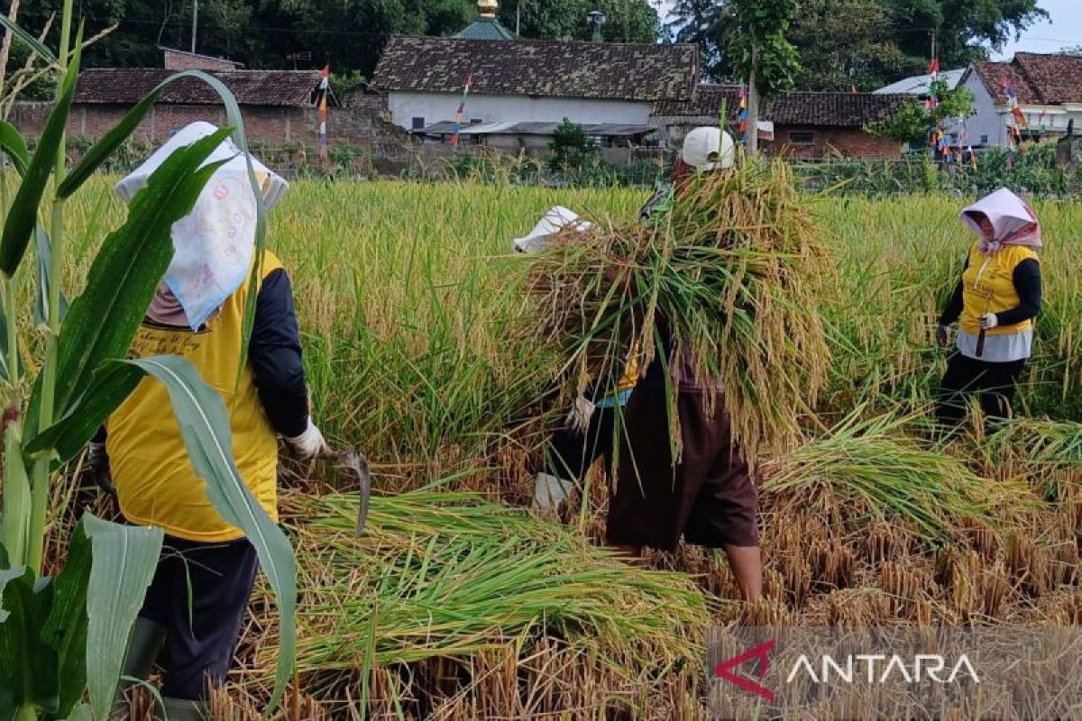 Pemkab Temanggung targetkan penanaman padi 17.980 ha pada 2025