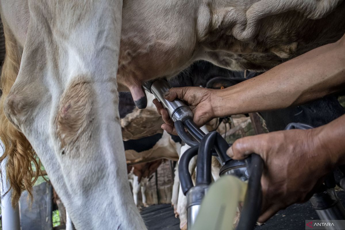 27.300 sapi impor  bakal masuk ke Jateng