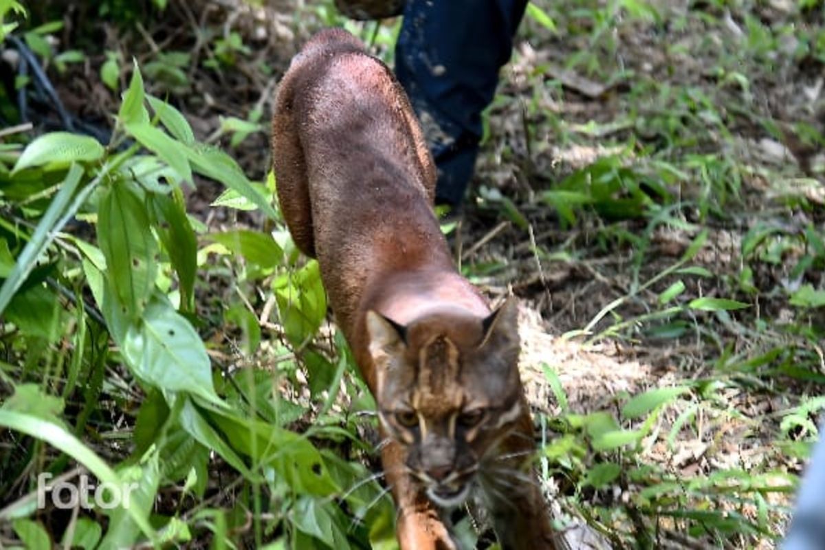 Kemenhut lepasliarkan Kucing Emas di Taman Nasional Gunung Leuser