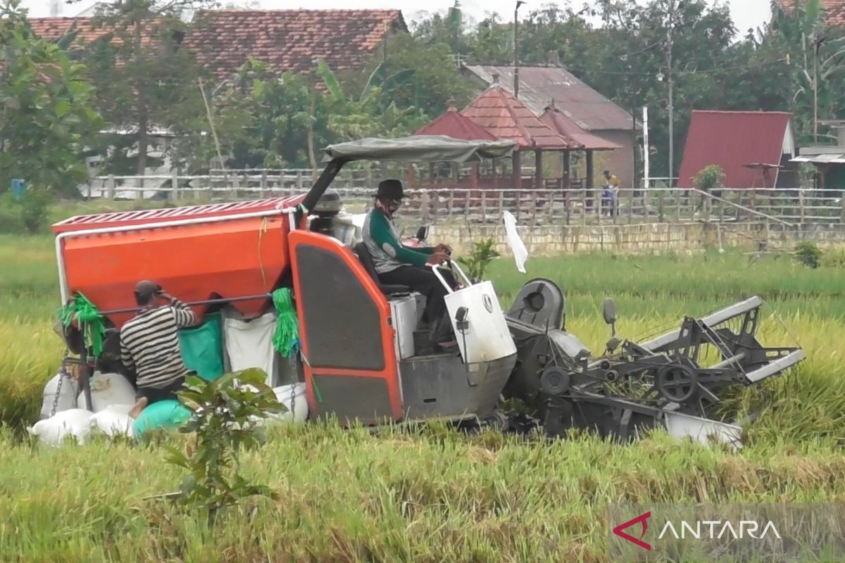 Petani Kudus siap dukung ketahanan pangan