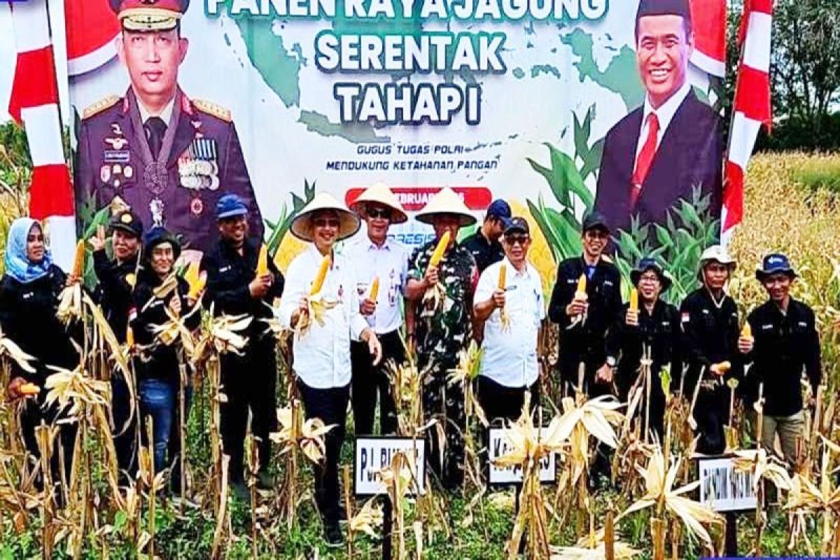 Pemkab Barito Utara panen jagung dukung ketahanan pangan nasional