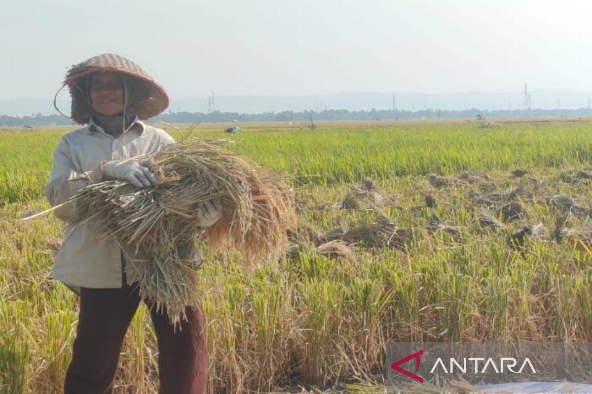 Batang serap 180 ton gabah petani