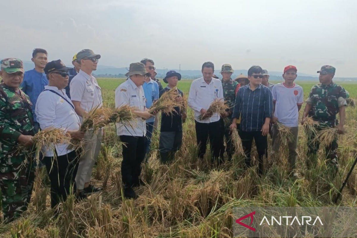 Bulog Tegal siap serap 99.170 ton beras petani di 2025