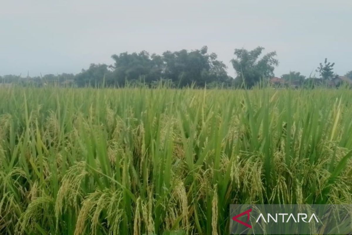 Produksi padi  di Kabupaten Blora mencapai 420.228 ton