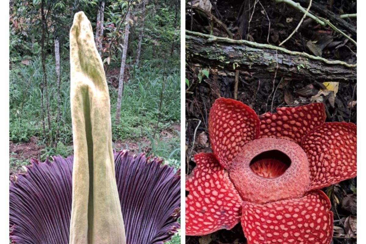 Sering disangka kembar, ini beda rafflesia dan bunga bangkai