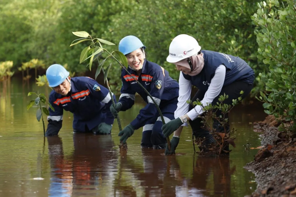Dukung ZNE, MIND ID Tanam 126 Ribu Mangrove