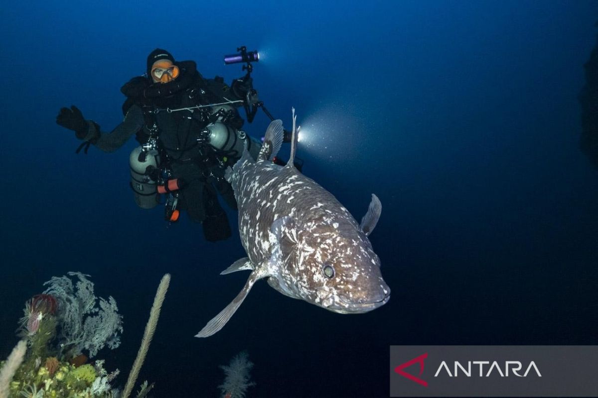 Tim ilmuwan Unpatti temukan ikan Coelacanth hidup pertama di Indonesia